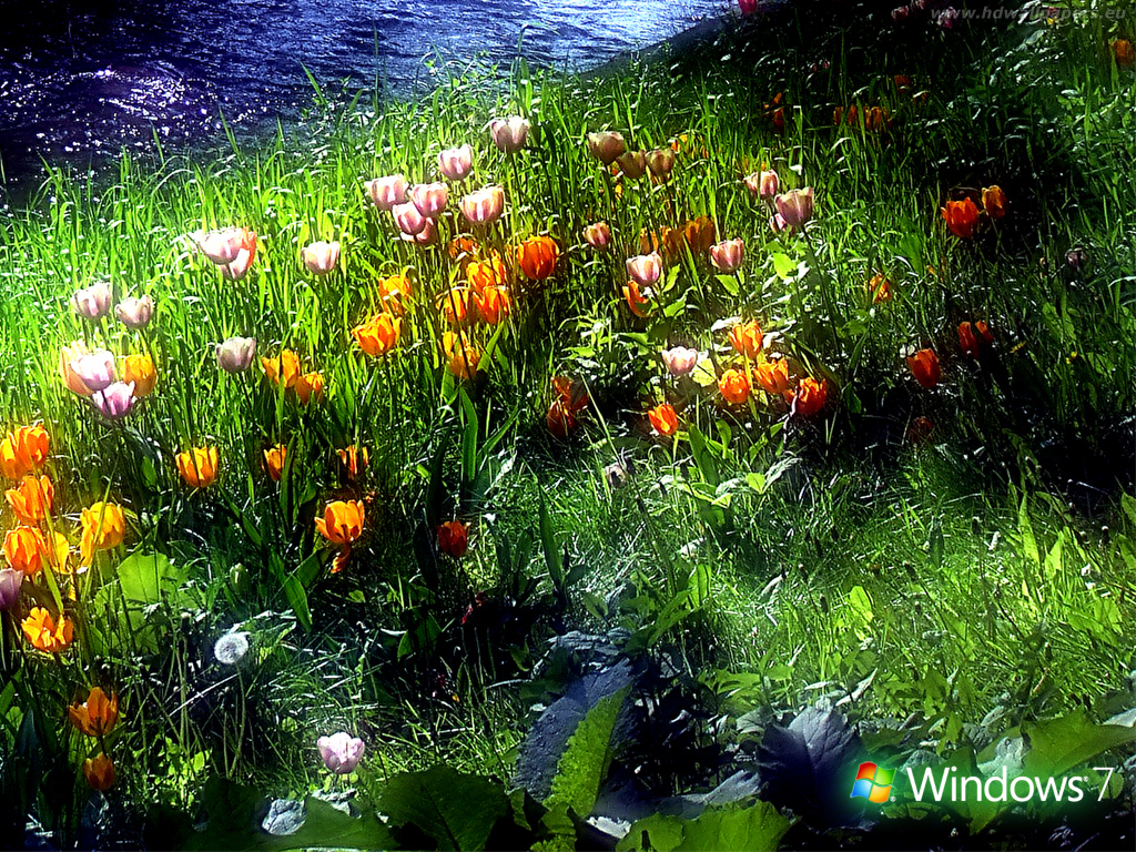 windows_7_wallpapers-1024x768.jpg