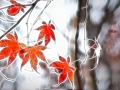 autumn_podzim-1920x1080